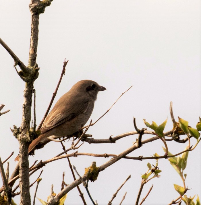 Isabelline Shrike