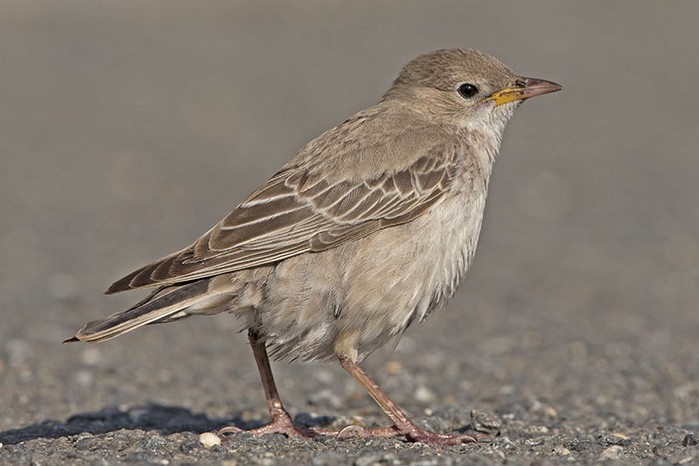 Rose-coloured Starling
