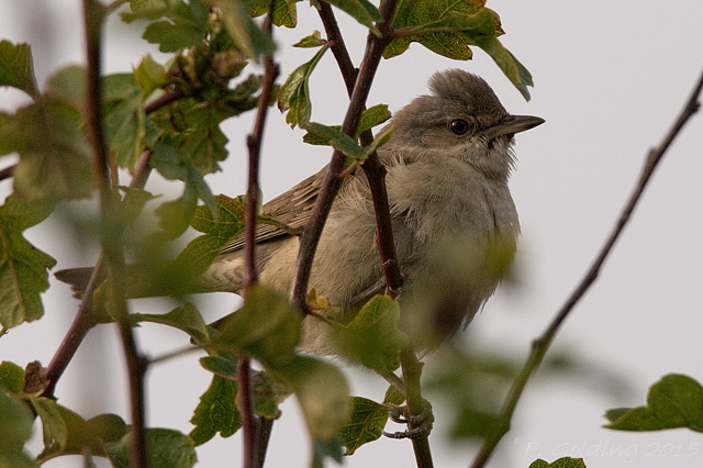 Barred Warbler