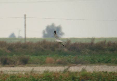 Pallid Harrier