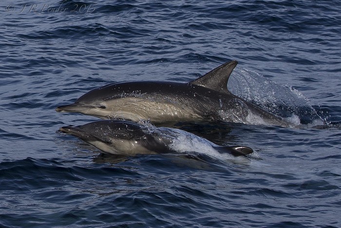 Common Dolphin