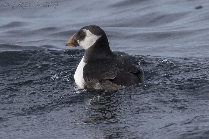 Puffin