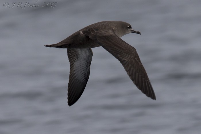 Sooty Shearwater