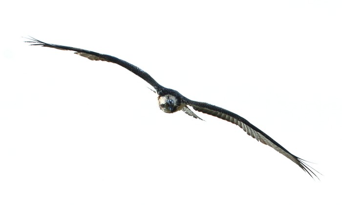 Osprey