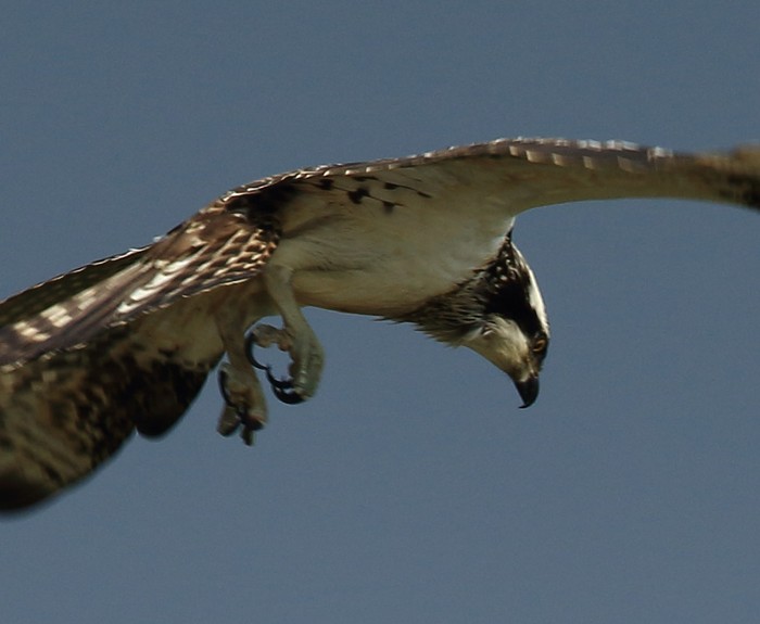 Osprey