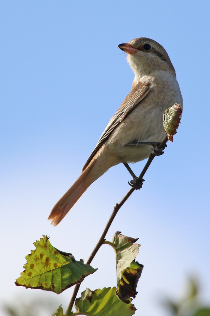 Isabelline Shrike