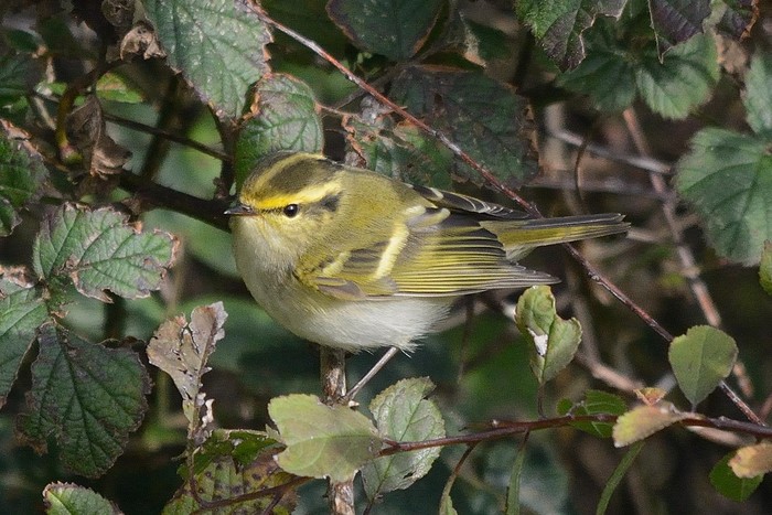 Pallas's Warbler