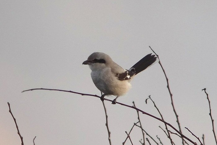 Great Grey Shrike