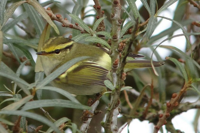 Pallas's Warbler