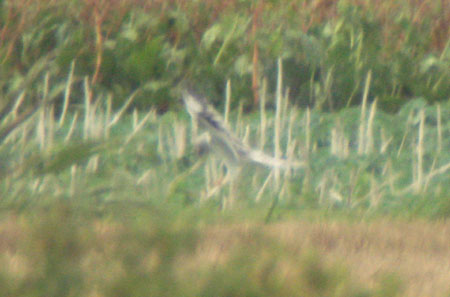 Pallid Harrier