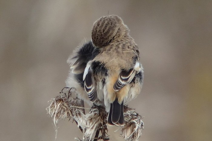 Siberian Stonechat