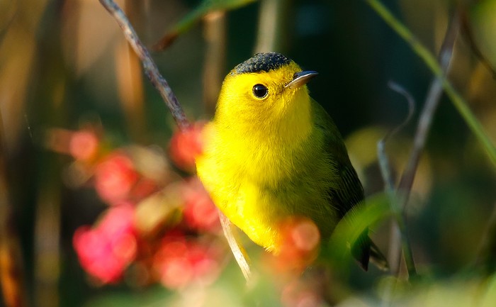 Wilson's Warbler