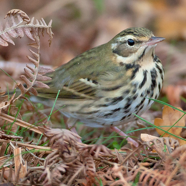 Olive-backed Pipit