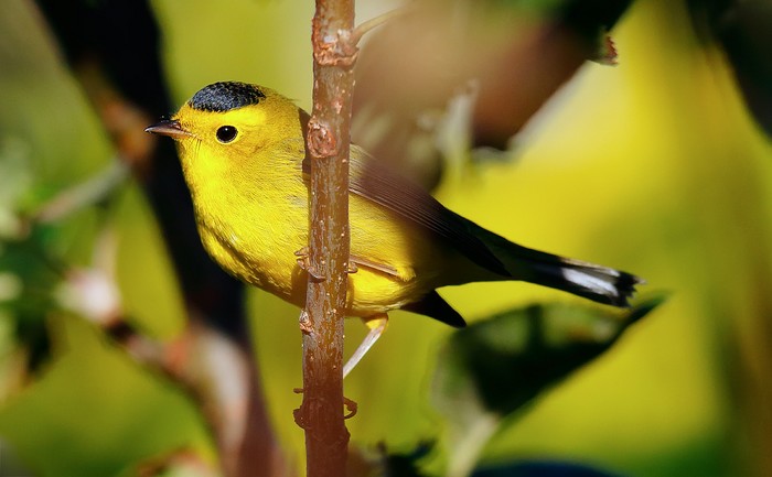 Wilson's Warbler