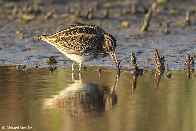 Jack Snipe