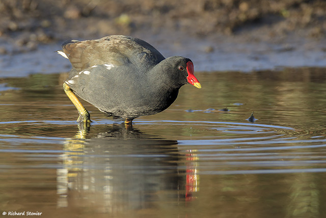 Moorhen
