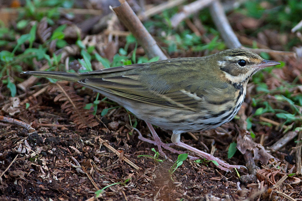 Olive-backed Pipit