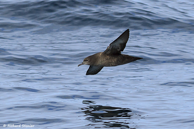 Sooty Shearwater