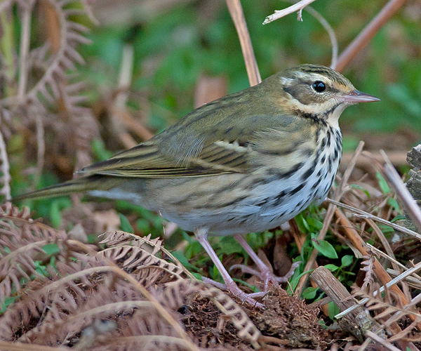 Olive-backed Pipit