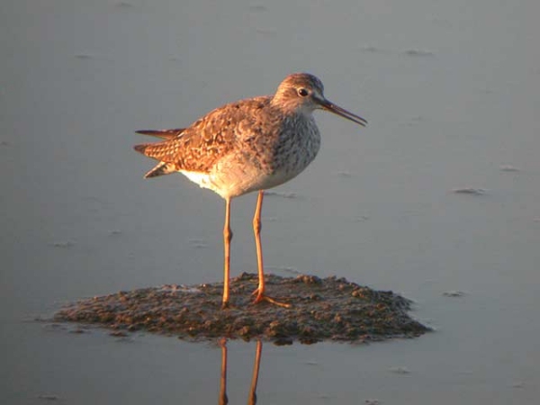 Lesser Yellowlegs