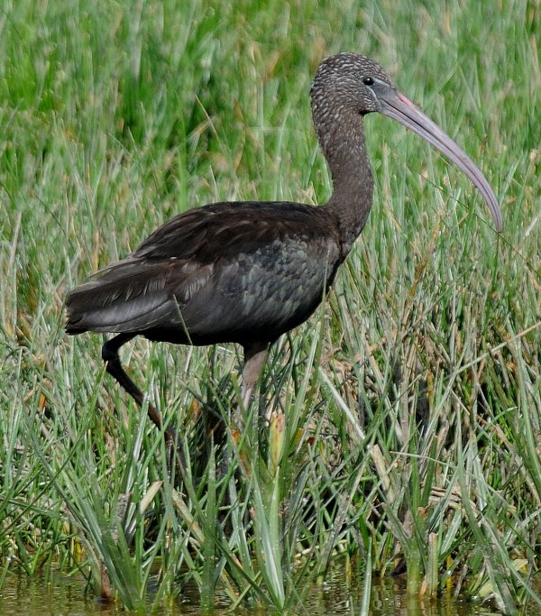 Glossy Ibis