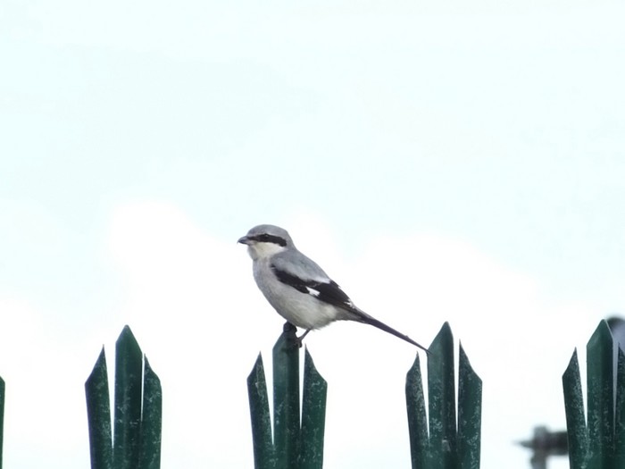 Great Grey Shrike