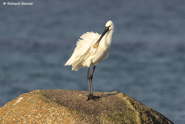 Spoonbill