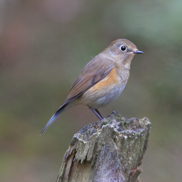 Red-flanked Bluetail