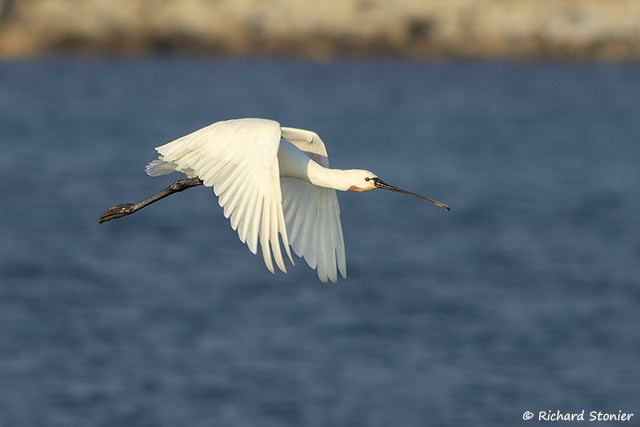 Spoonbill