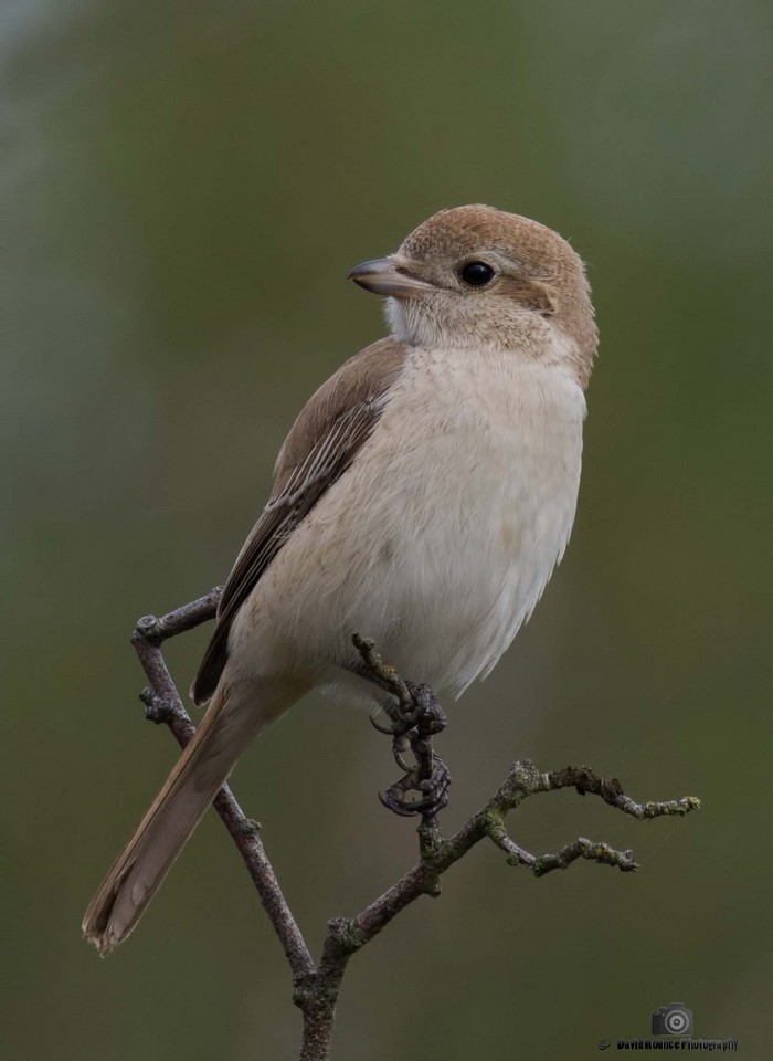 Isabelline Shrike
