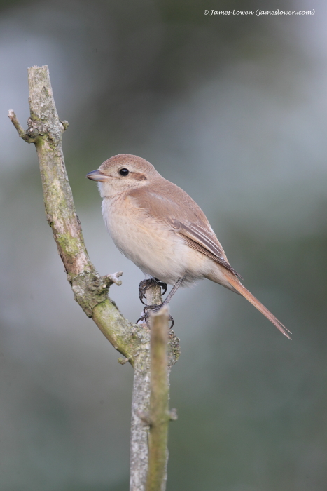 Isabelline Shrike