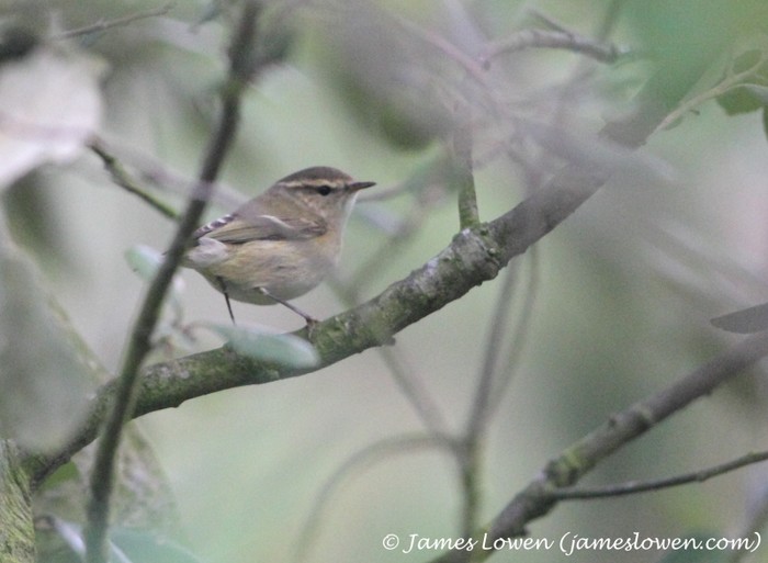 Hume's Yellow-browed Warbler