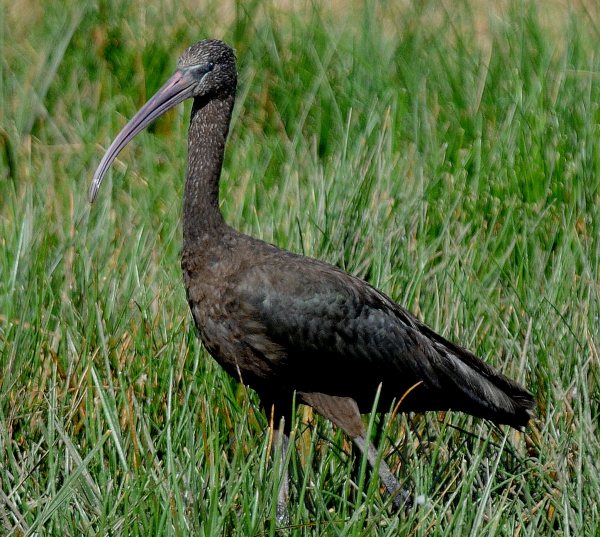 Glossy Ibis
