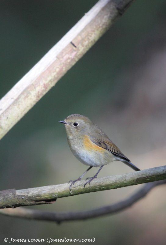 Red-flanked Bluetail