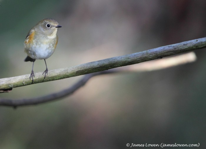 Red-flanked Bluetail