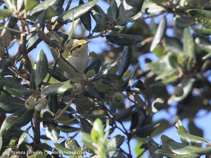 Pallas's Warbler