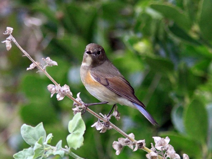 Red-flanked Bluetail