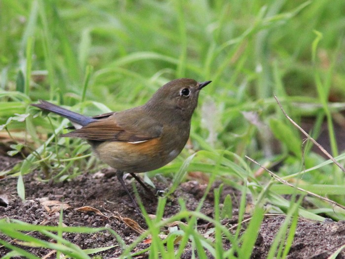 Red-flanked Bluetail