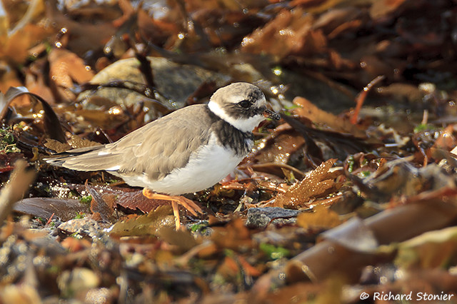 Ringed Plover