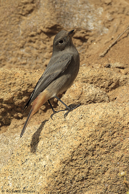 Black Redstart