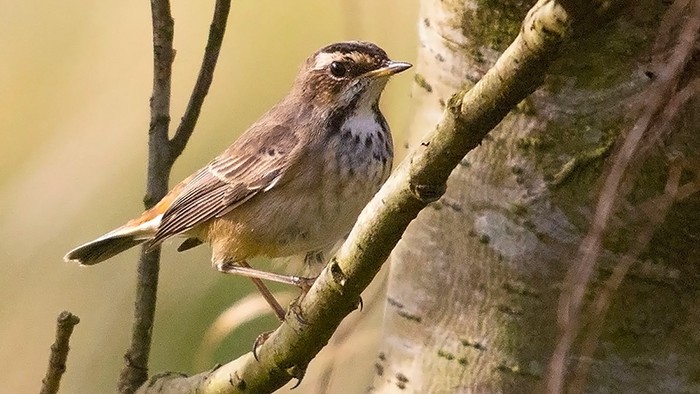 Bluethroat