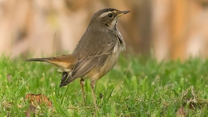 Bluethroat
