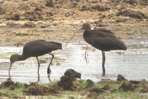 Glossy Ibis