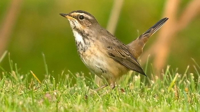 Bluethroat