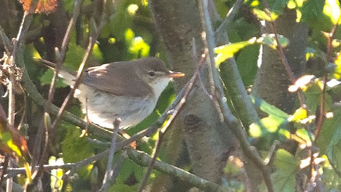 Blyth's Reed Warbler
