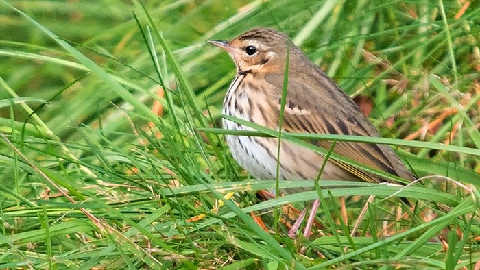 Olive-backed Pipit