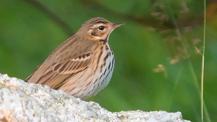 Olive-backed Pipit