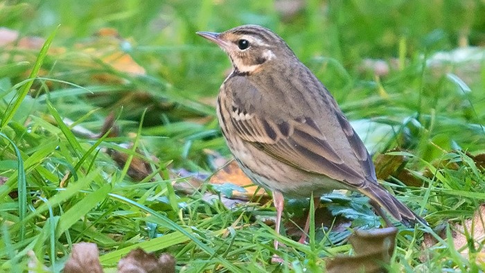 Olive-backed Pipit