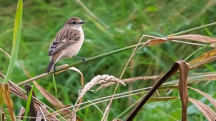 Siberian Stonechat
