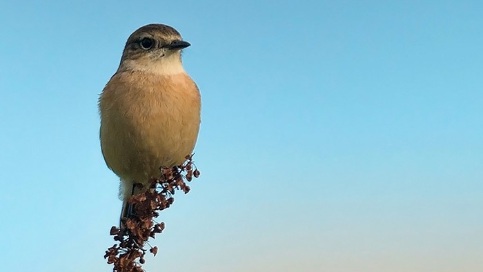 Siberian Stonechat